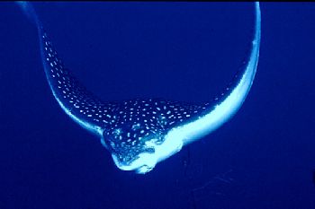 Eagle Ray taken in Grand Cayman.  by Beverly J. Speed 